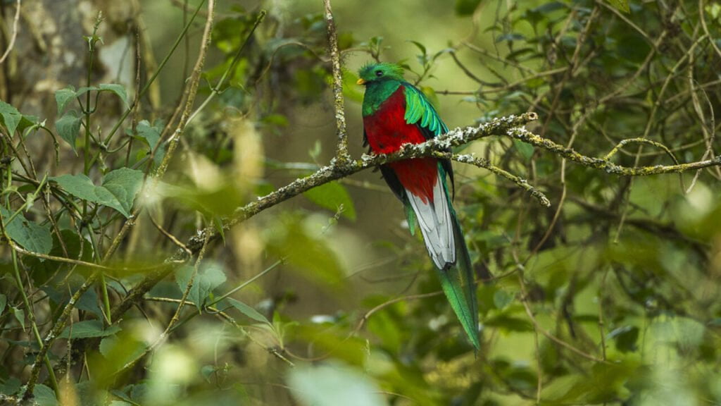 Biotopo del Quetzal Baja Verapaz Guatemala