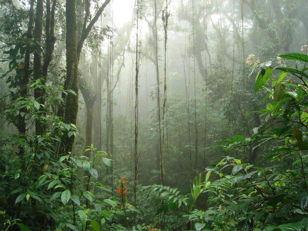 Biotopo del Quetzal Baja Verapaz Guatemala