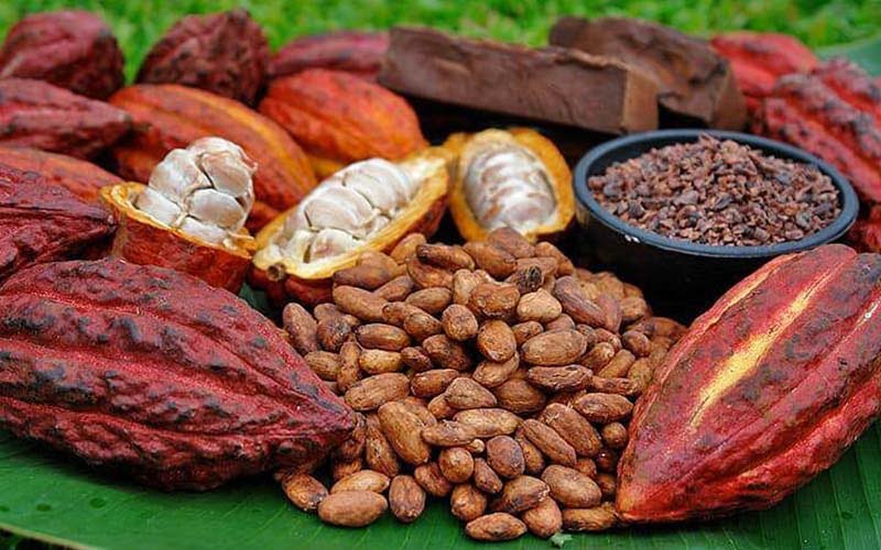 Tuqtuquilal Cacao Tour Experience Alta Verapaz Guatemala
