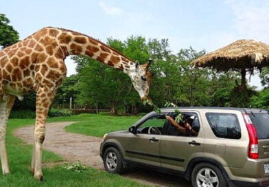 Auto Safari Chapin