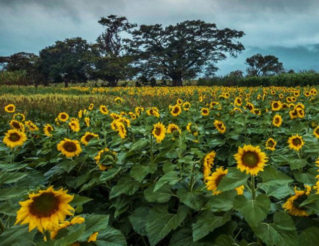 Finca Los Girasoles