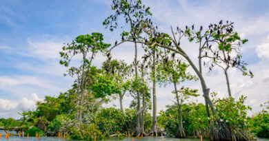Isla de los Pájaros