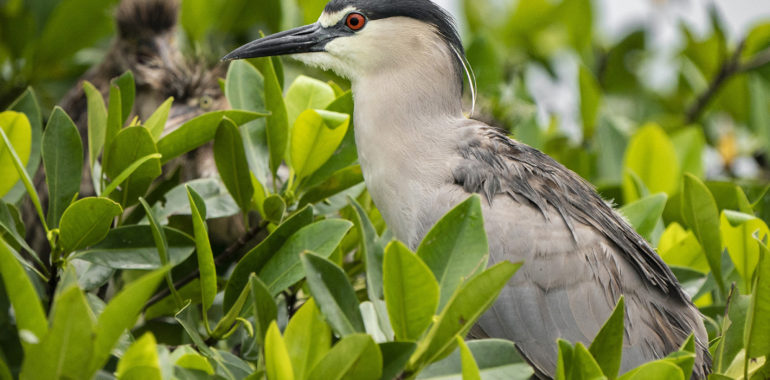 Isla de los Pájaros