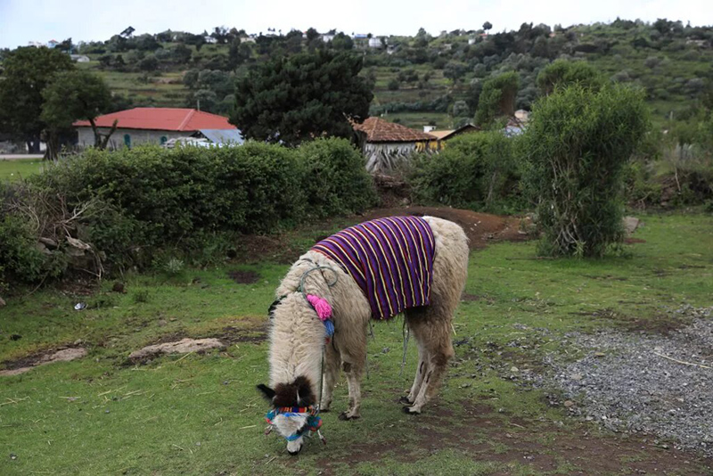 Llamas de los Cuchumatanes
