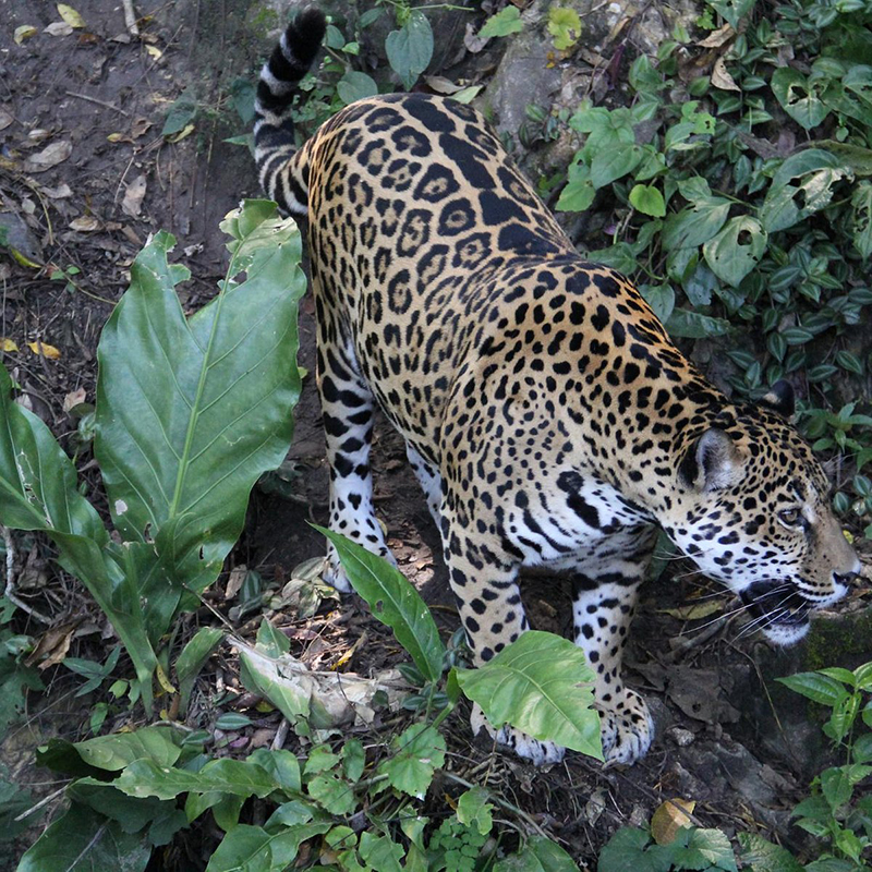 Zoologico Petencito