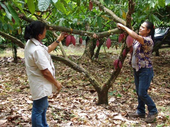 Finca Bulbuxya