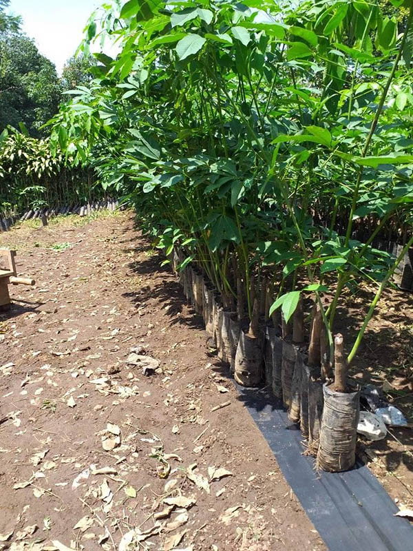Finca Bulbuxya