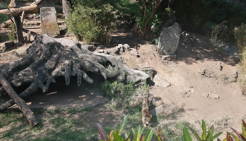 Zoológico La Aurora