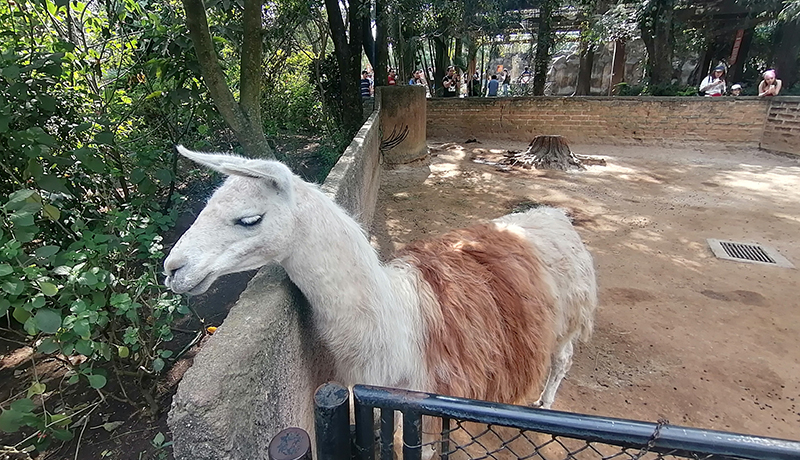 Zoológico La Aurora