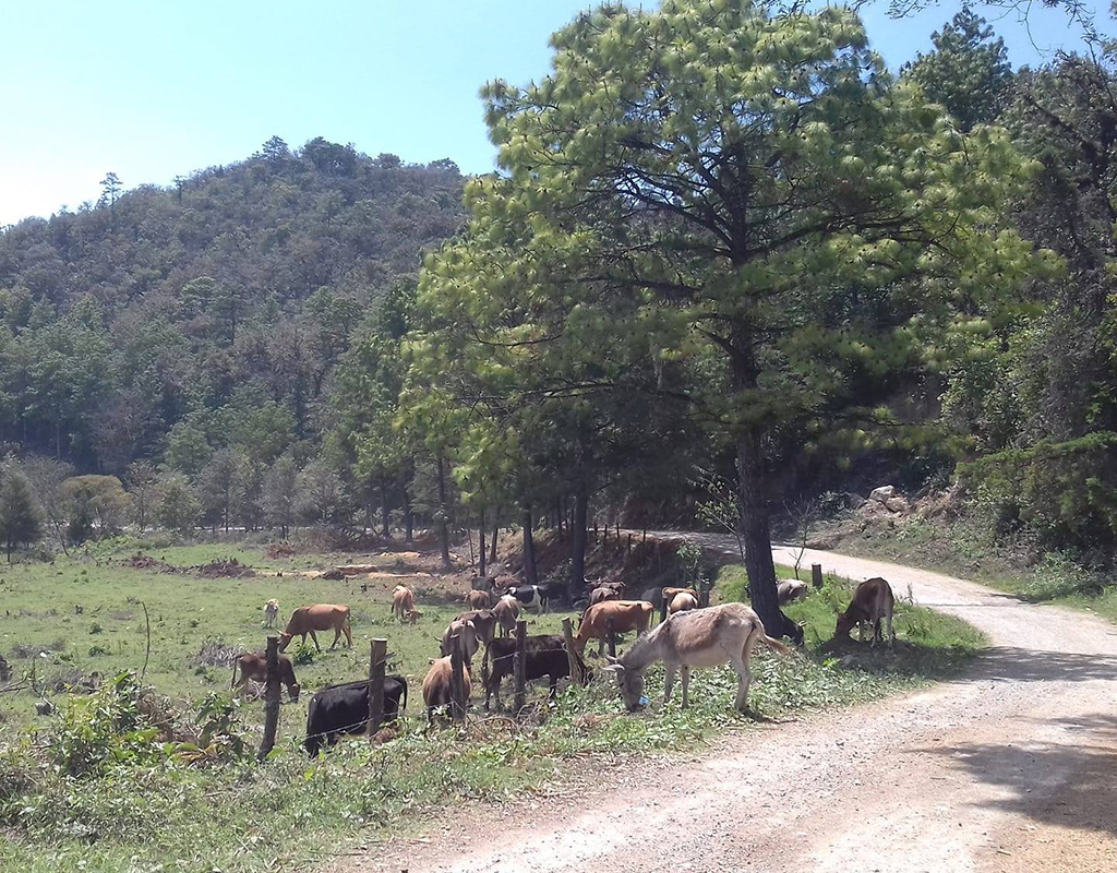 Posada Rural Finca Chaculá