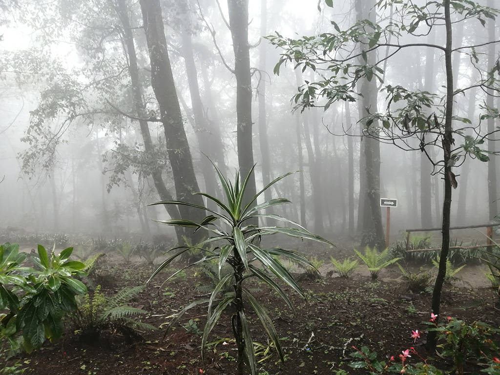 Parque Ecológico Municipal Senderos de Alux