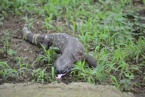 Parque Niño Dormido o Heloderma